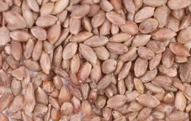 Bermudagrass - Common Hulled